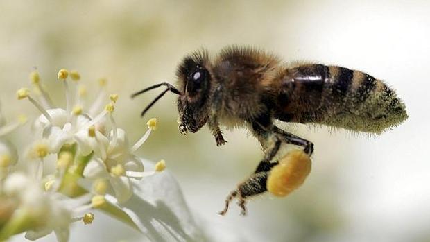 El Seprona rescata a un hombre atacado por un enjambre de abejas en Cantabria