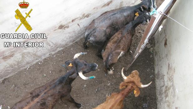 Investigan a un joven por maltratar a once bovinos y un caballo a los que abandonó en su finca ganadera