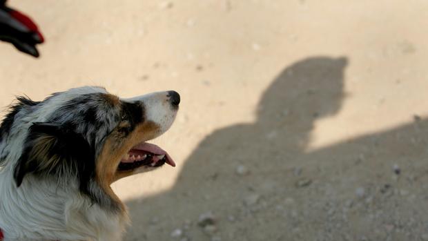 Valencia obligará a los dueños de los perros a limpiar los orines con agua