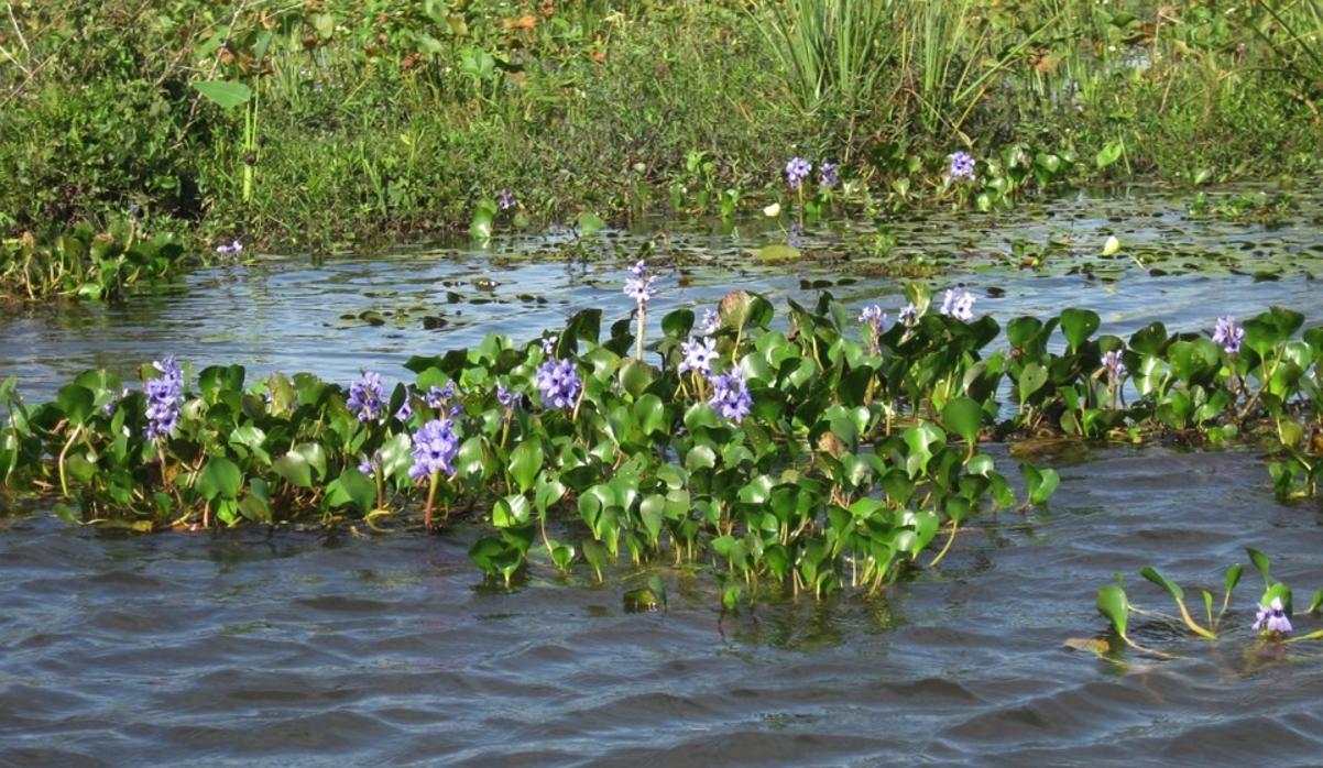 Ejemplares de camalote o jacinto de agua, la planta acuática invasora que ha llegado al río Tajo