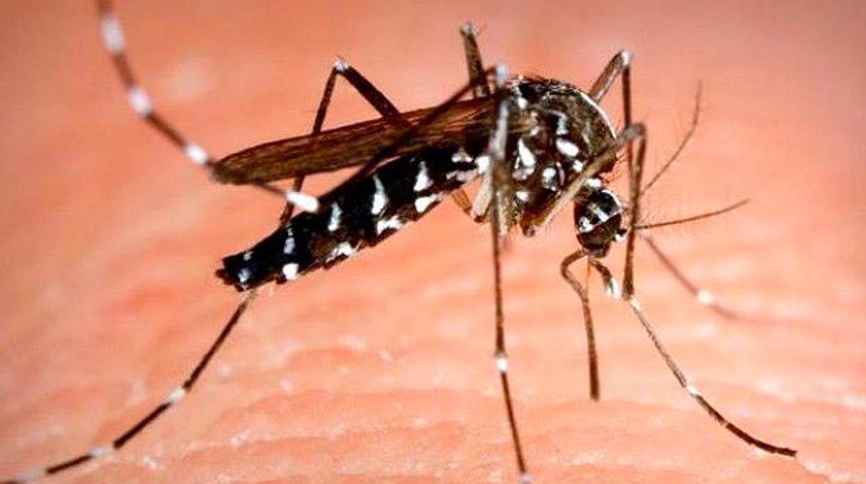 Ejemplar de mosquito tigre sobre piel humana