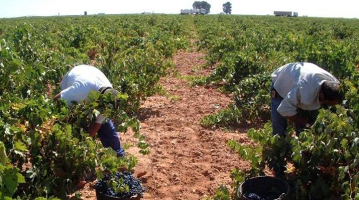 Dos temporeros, recogiendo la uva en una bodega de Castilla-La Mancha