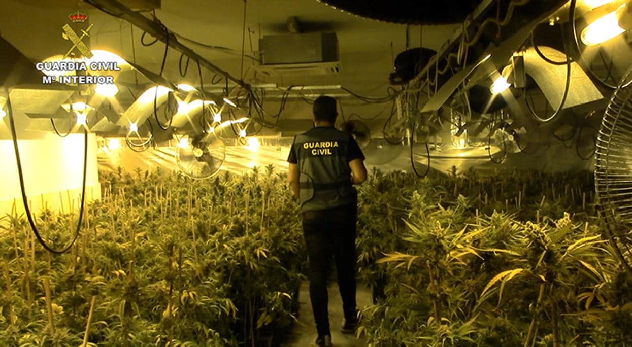 Imagen de parte de la marihuana incautada en la vivienda de Montesión