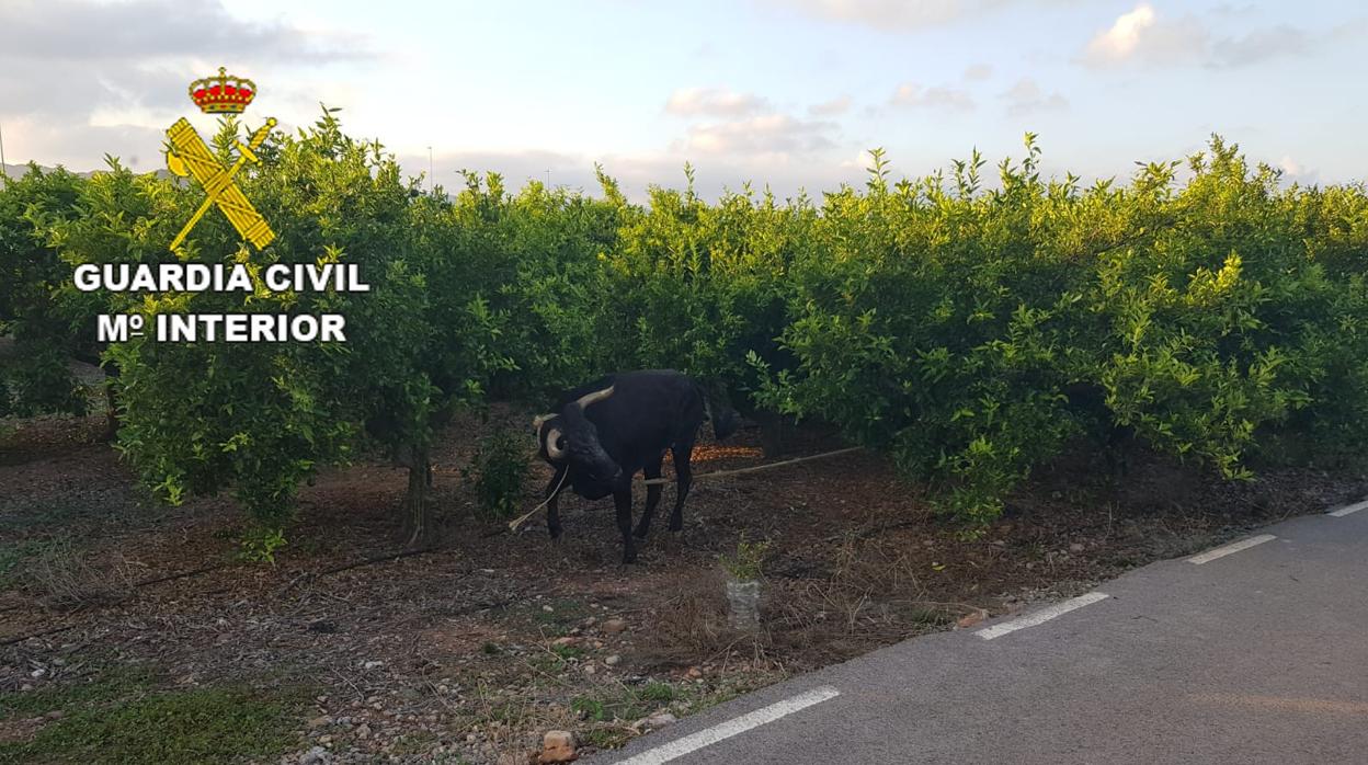 En imágenes: capturan a una res brava que se había escapado de un festejo taurino en Castellón