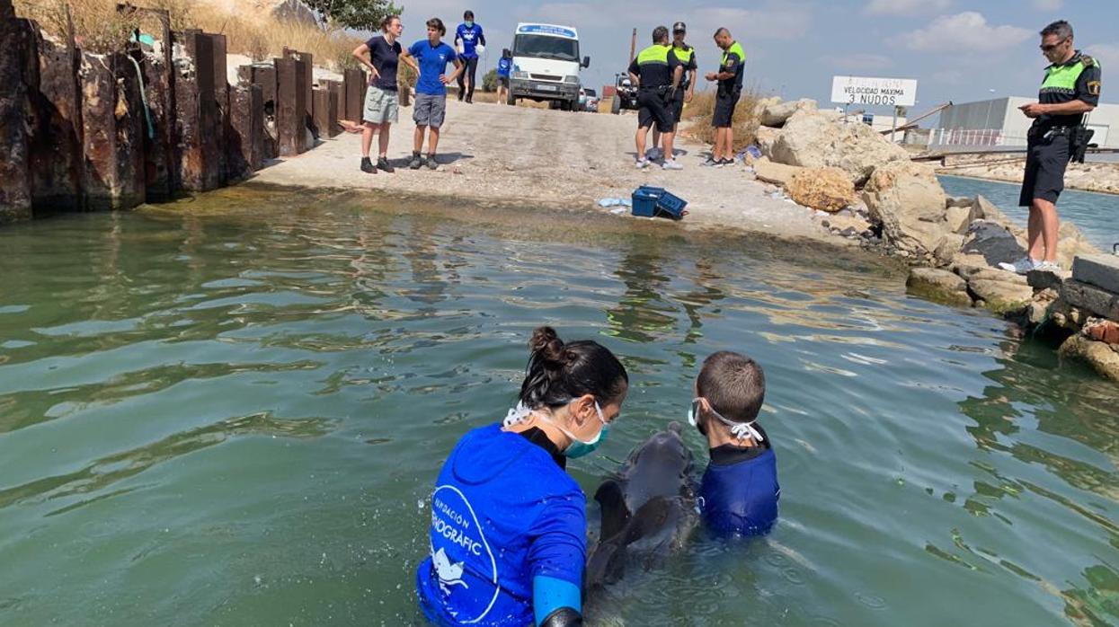 La doctora Chelo Rubio con uno de los delfines varados en Valencia