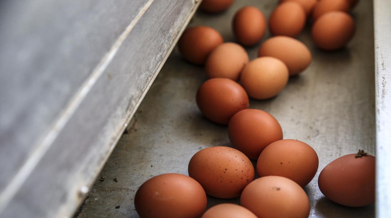 Una granja de huevos de Segovia causa 40 casos de salmonelosis en Vizcaya