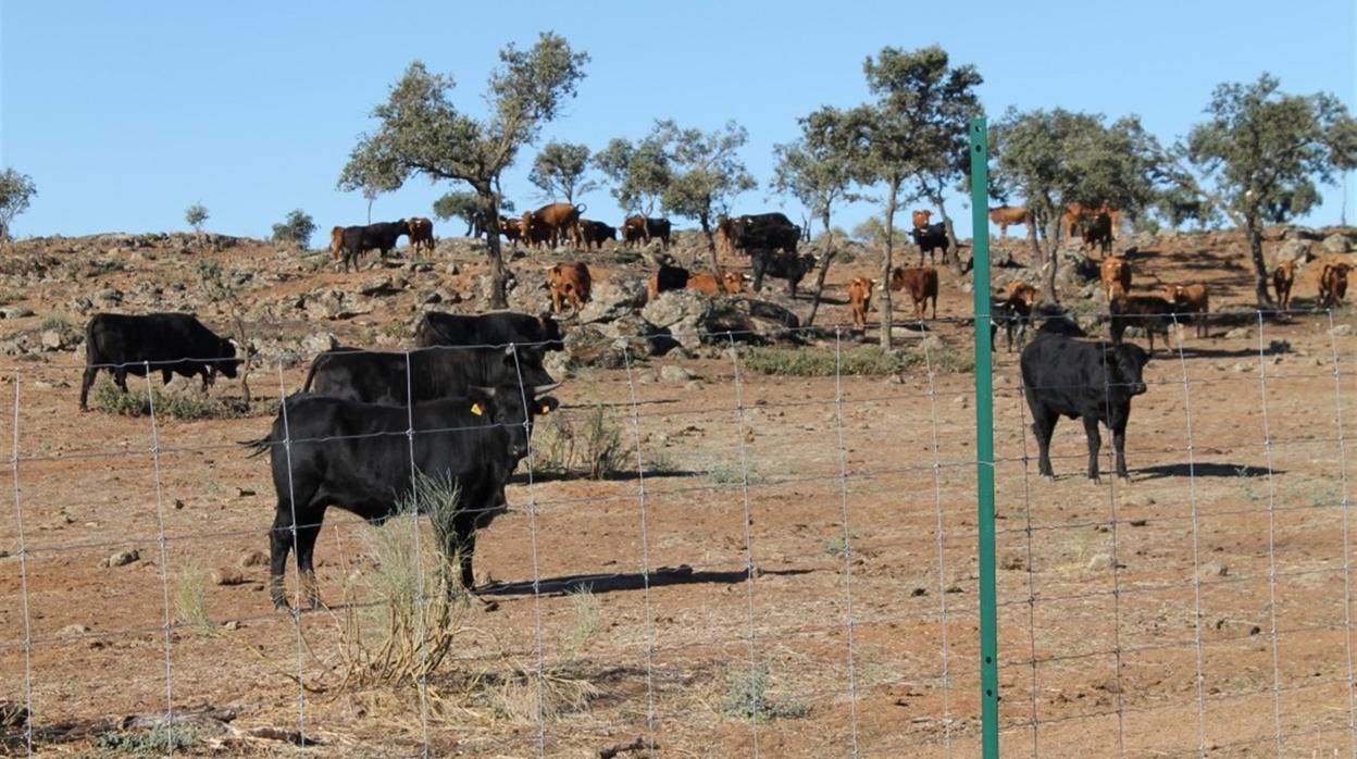 El empresario acusado compró ganado de la finca El Borril el pasado año