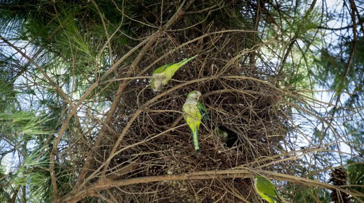 Un nido de cotorras argentinas en la Casa de Campo