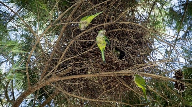 Trampas, redes y esterilización de los huevos: así es el plan para sacrificar a 12.000 cotorras invasoras