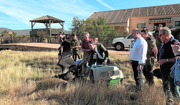 Liberan en el Parque Nacional de Cabañeros un águila culebrera