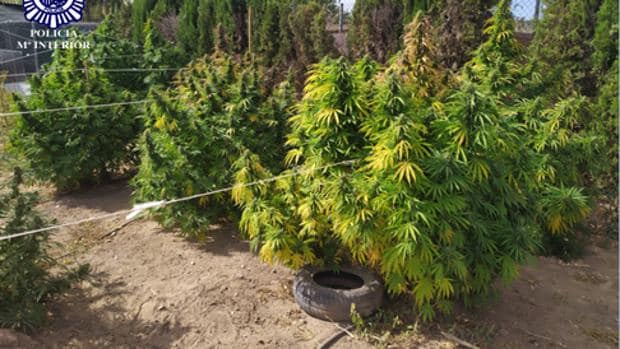 Localizan en Belchite una sofisticada plantación de marihuana y detienen a su dueño, de 38 años