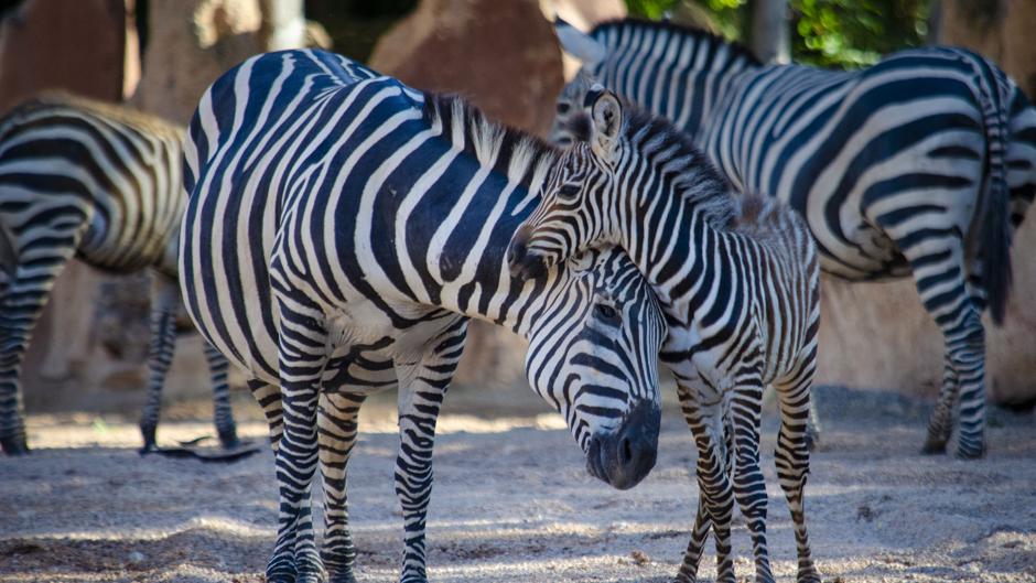Nace una nueva cría de cebra en Bioparc Valencia