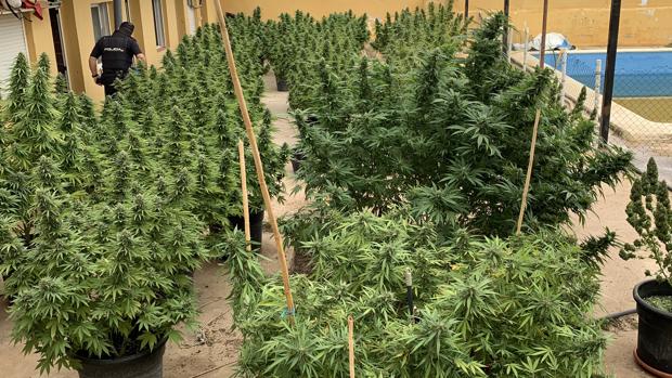 Desmantelan un cultivo de 45 plantas de marihuana en un chalet de Carlet