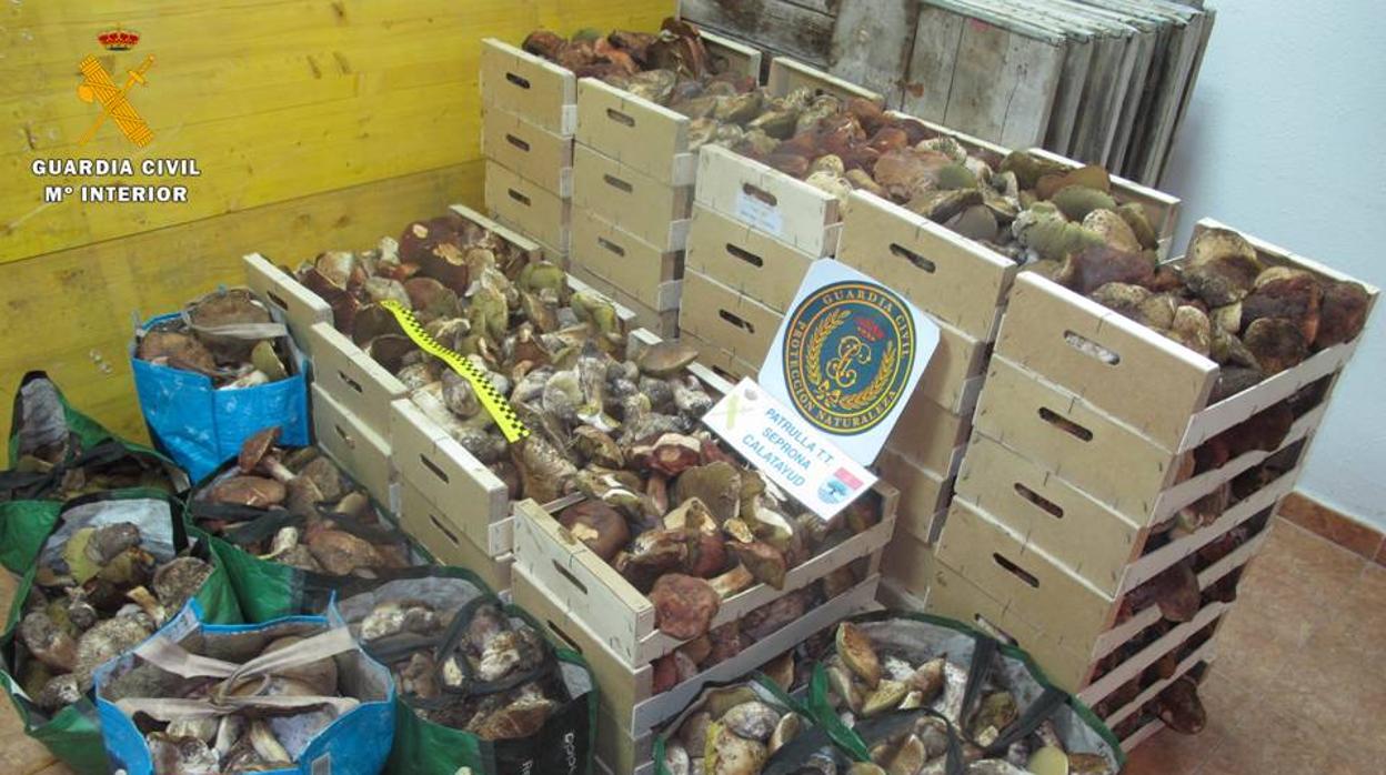 Se sospecha que los boletus fueron recogidos furtivamente en montes de la provincia de Soria