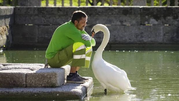 El jardinero de El Escorial que susurra a los cisnes