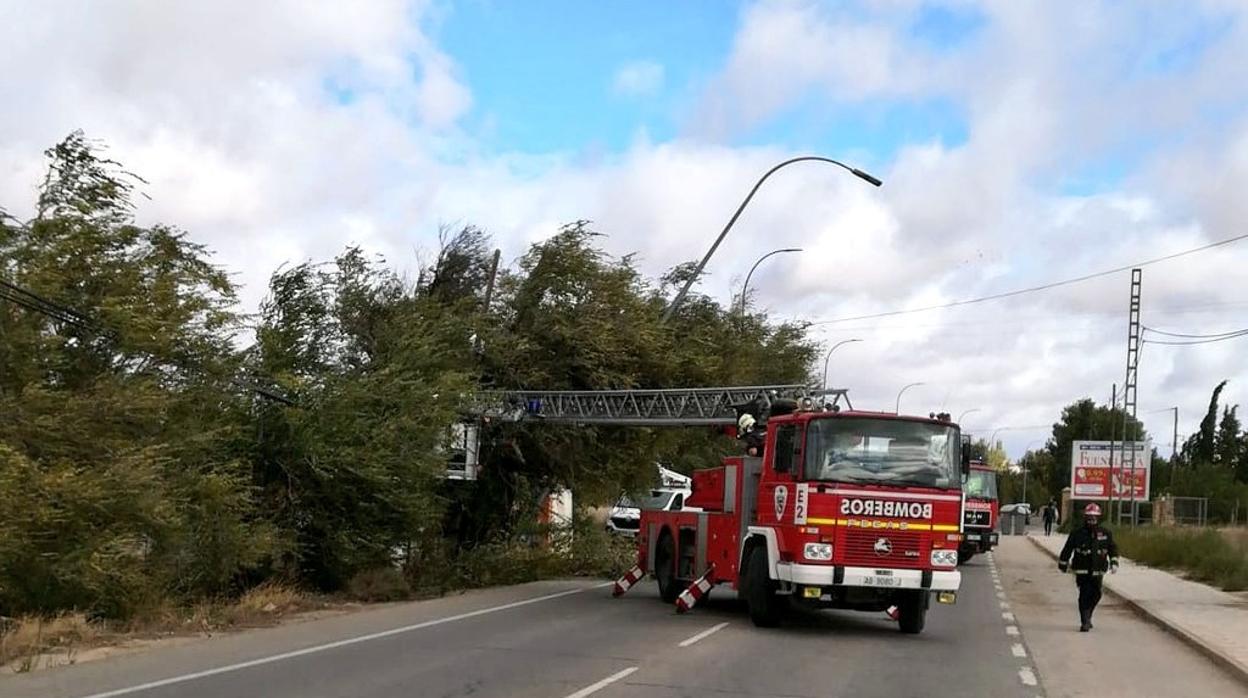 Caída de un árbol este domingo en Albacete capital