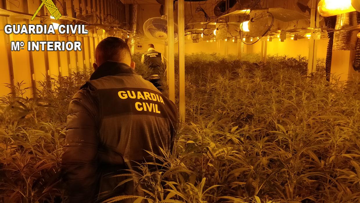 Una de las plantaciones detectadas por la Guardia Civil en Oliva (Valencia)