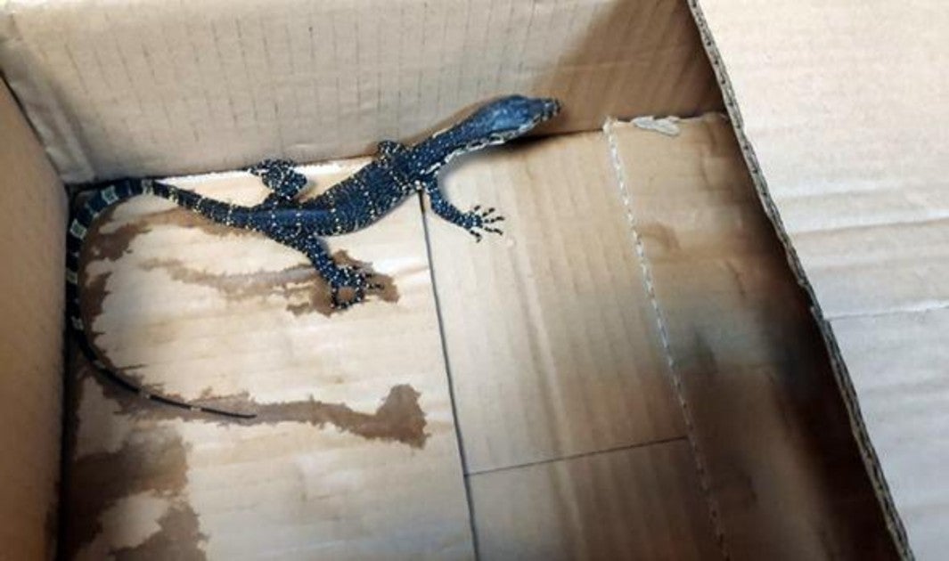 El lagarto se encontraba en un contenedor procedente de Asia