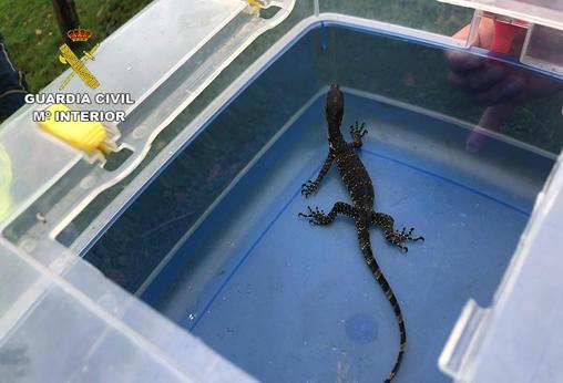 Hallada una cría de lagarto de una especie altamente protegida en un contenedor del Puerto de Bilbao