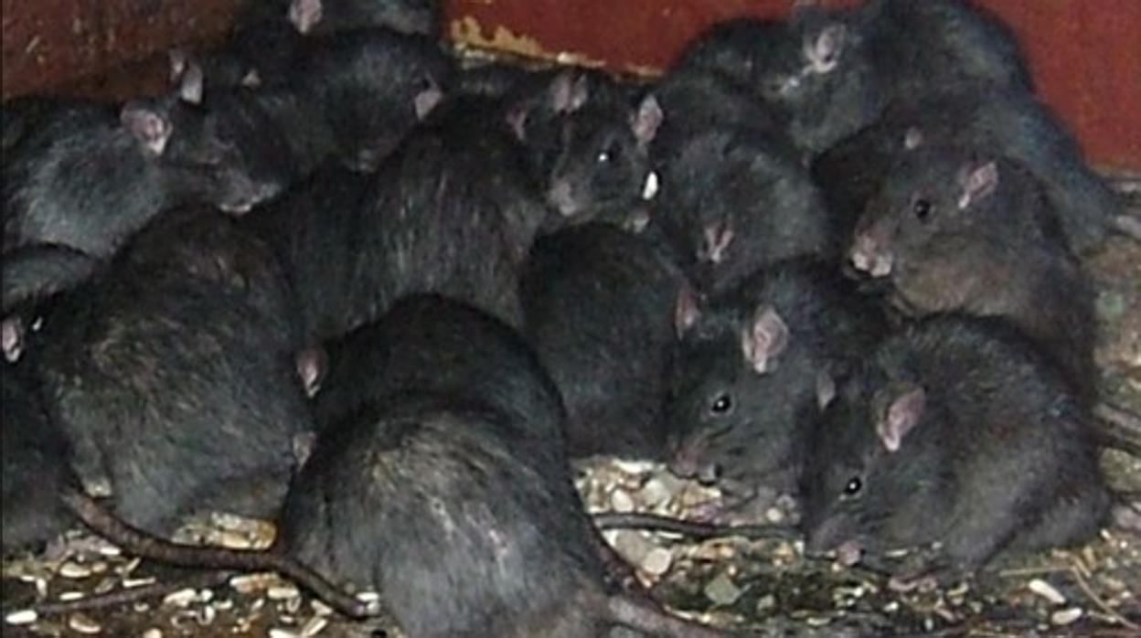 plaga de ratas negras