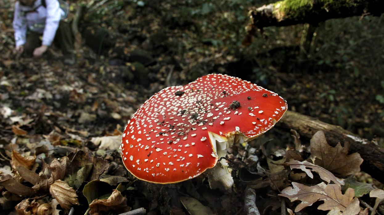 Tiempo de setas: diez rutas para encontrar la joya del otoño gastronómico en Castilla y León