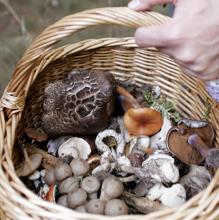 Tiempo de setas: diez rutas para encontrar la joya del otoño gastronómico en Castilla y León