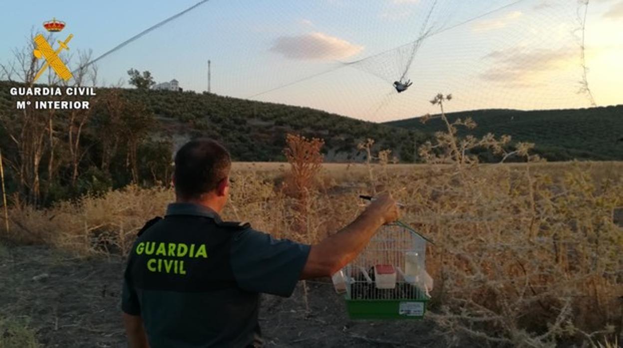 Imagen de archivo de un agente de la Guardia Civil durante la captura de jilgueros