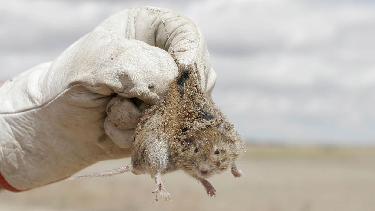 Confirmados otros 3 casos de tularemia en Palencia y ya son 60 afectados en la provincia