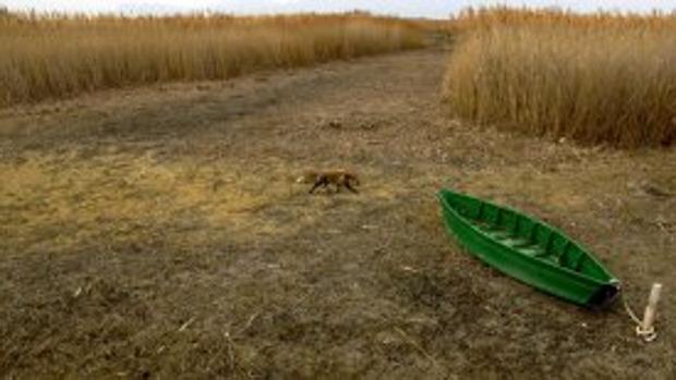 Las Tablas de Daimiel necesitan con «urgencia» agua, según el Gobierno de Castilla-La Mancha