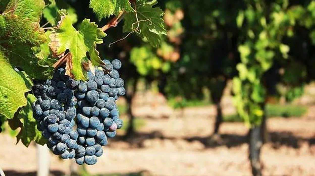 Racimo de uva vitivinícola