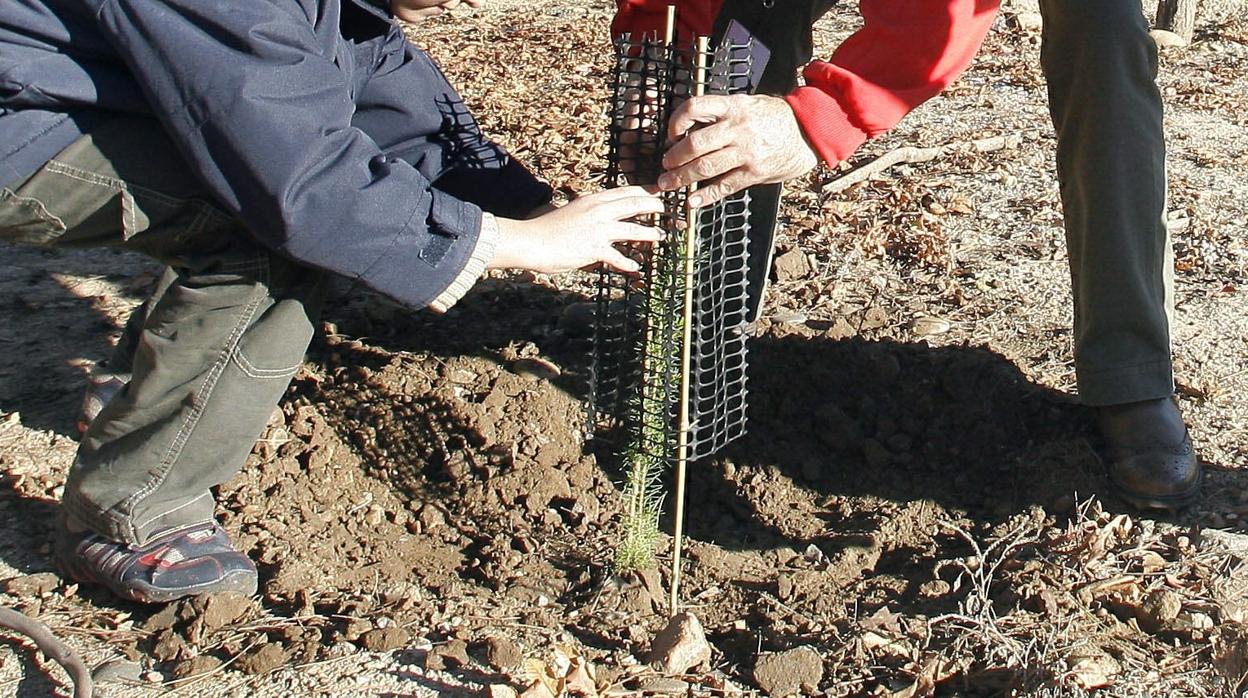 Imagen de archivo de un pino recién plantado en una zona de reforestación