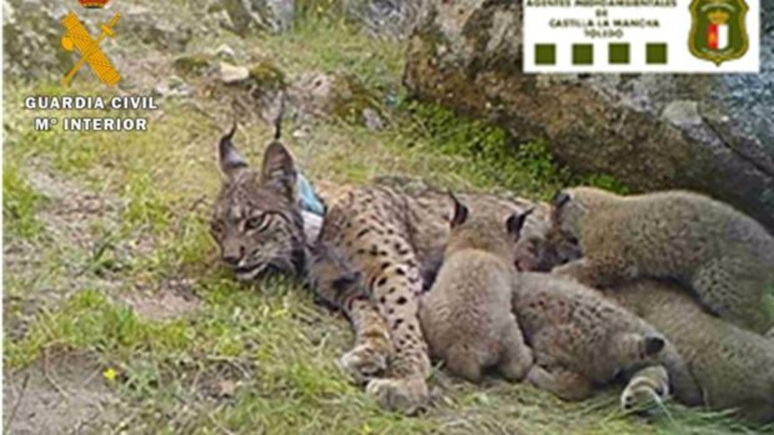 La lince que ha muerto, amamantando a sus crias que también han fallecido