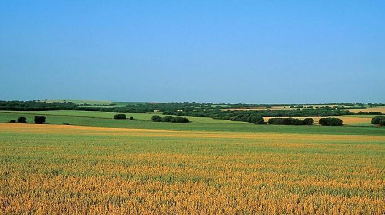 Paisaje del Campo de Montiel