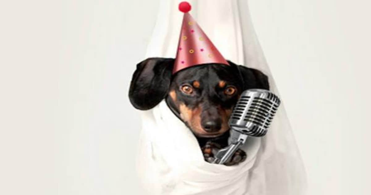 Cultura Inquieta acoge un concierto para perros «felizmente adoptados»