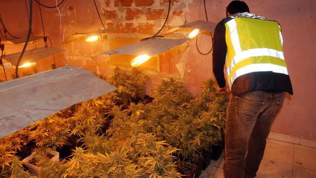 Golpe al tráfico de marihuana en Valencia: 14 detenidos y mil plantas incautadas en cinco redadas