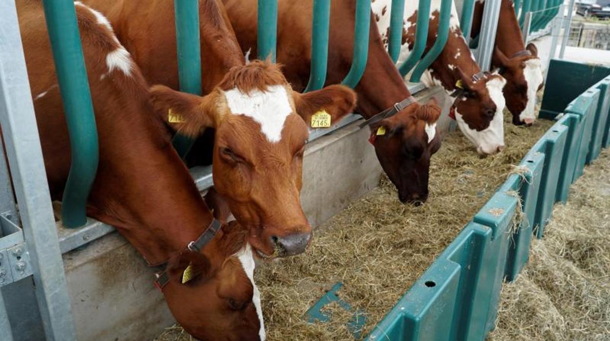 Vacas, en una foto de archivo