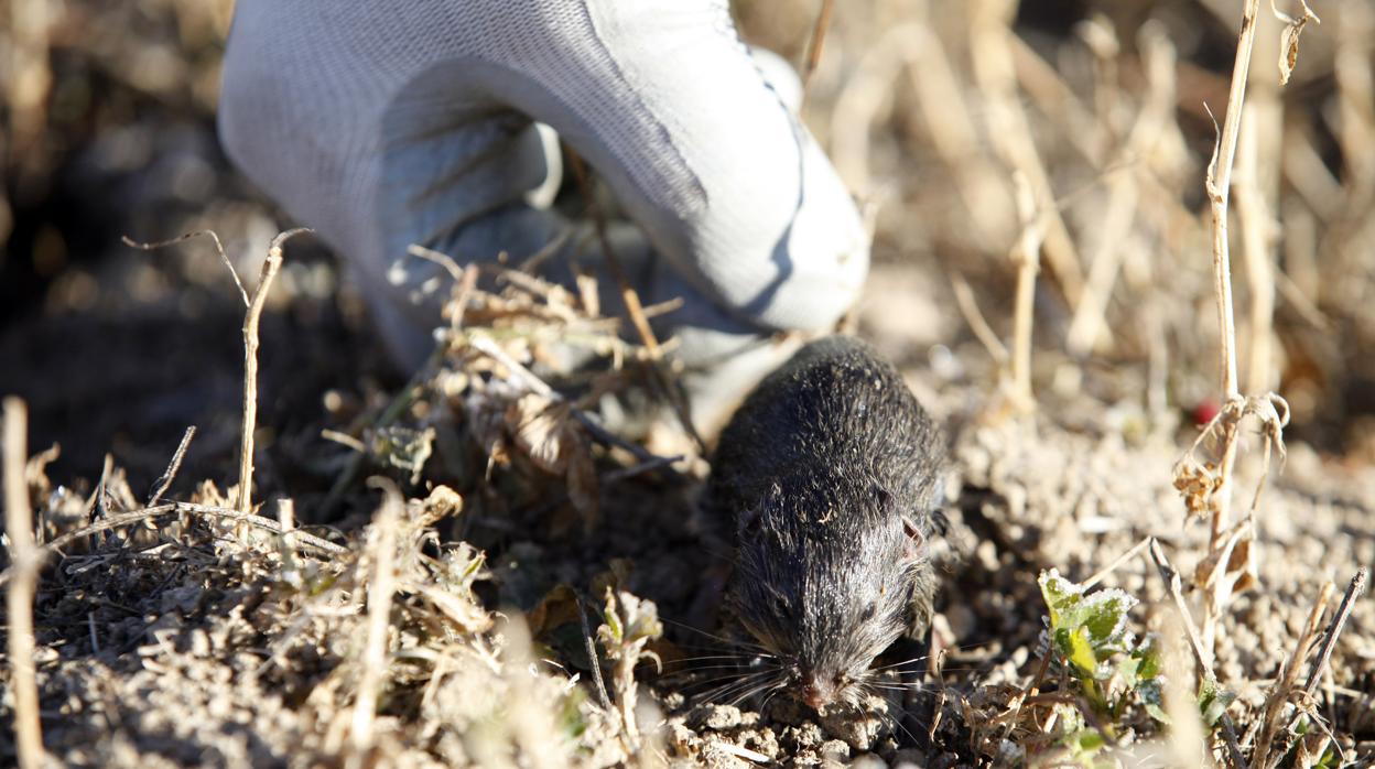 Un topillo en una tierra de cultivo de Palencia