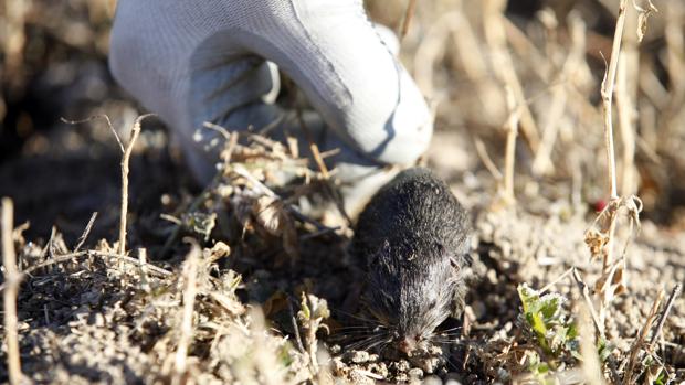 Confirmado un nuevo caso de tularemia en Palencia y ya son 64 los afectados