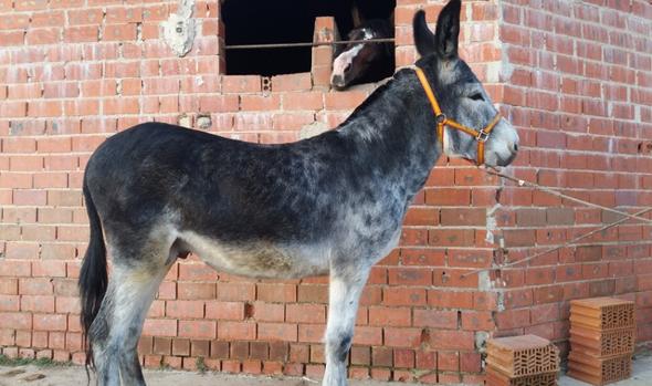 Una asociación de vecinos de Talavera ofrece a Greta Thunberg un burro para llegar a Madrid