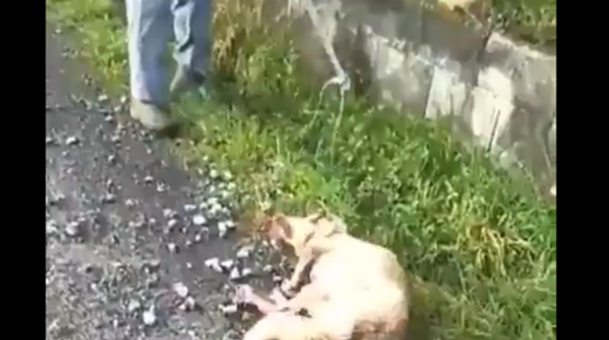 Imagen del vídeo con el maltrato a la perra Alma