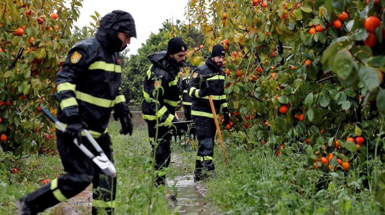 Efectivos militares de la UME rastreando en campos de naranjos próximos a donde desapareció Marta Calvo