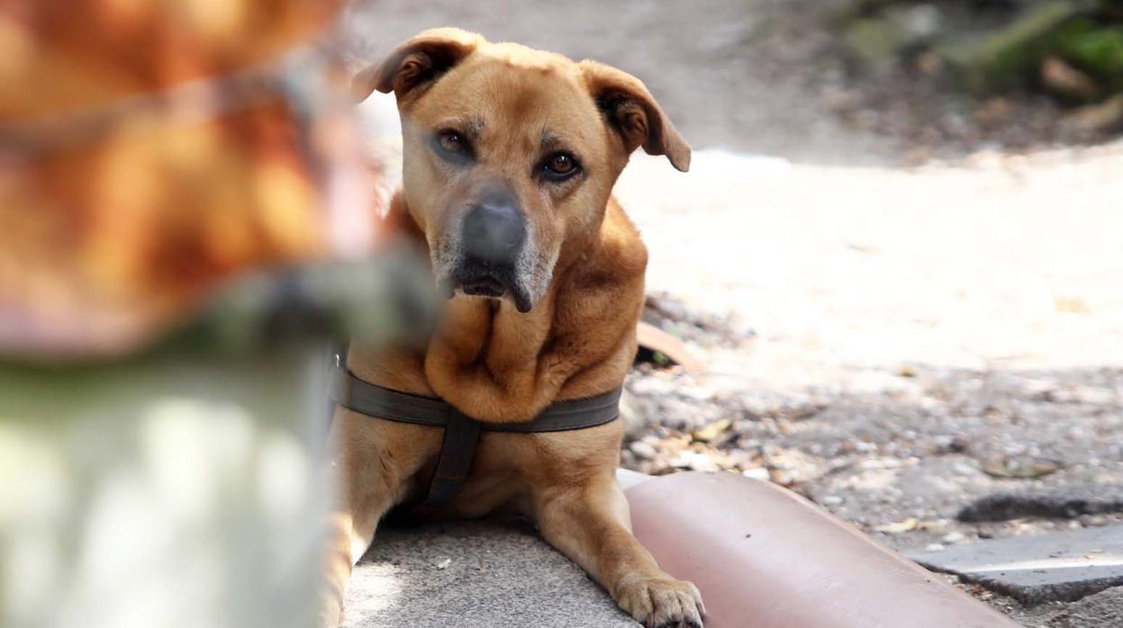 Detenido un hombre por entregar a la Policía un perro muerto en una bolsa