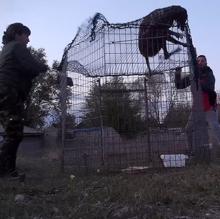 Dos voluntarios rescatan a un galgo a través de una jaula