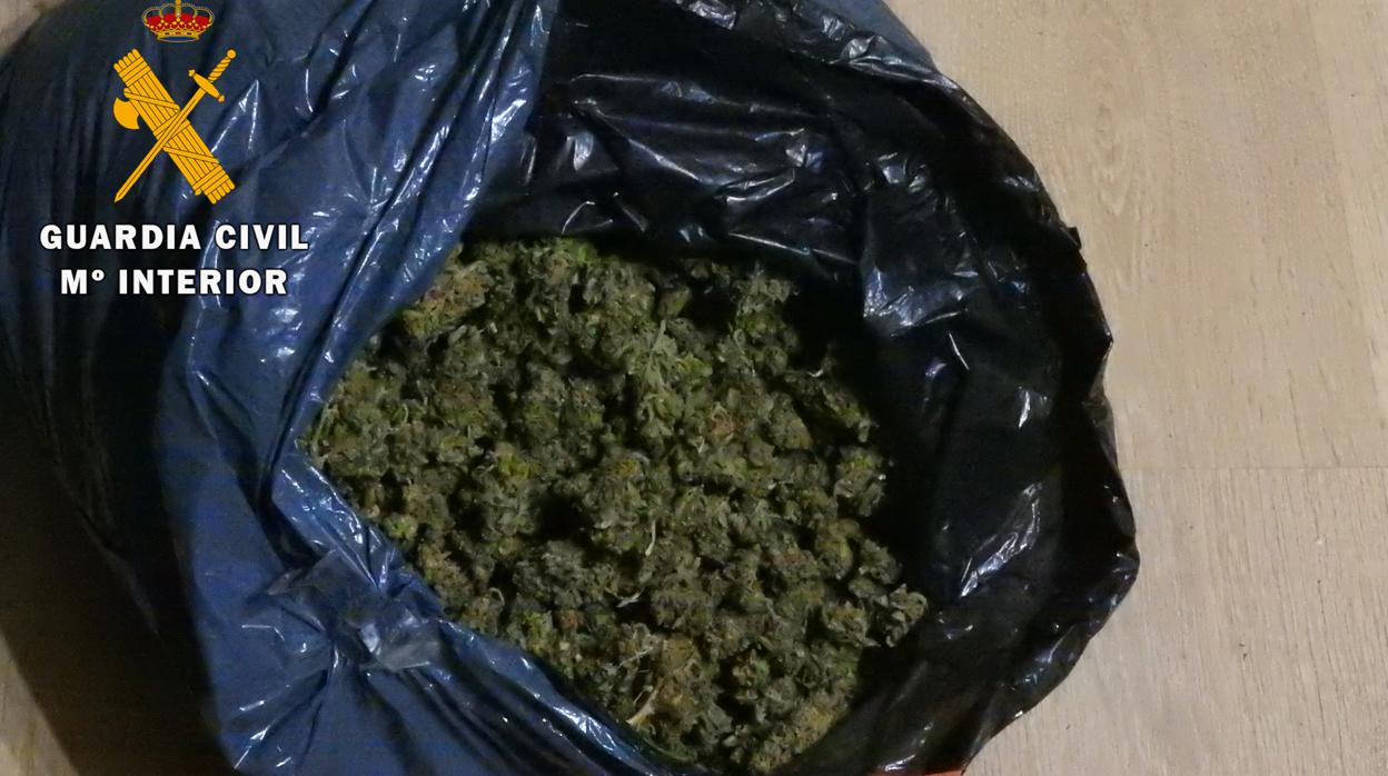 Cogollos de marihuana en bolsas