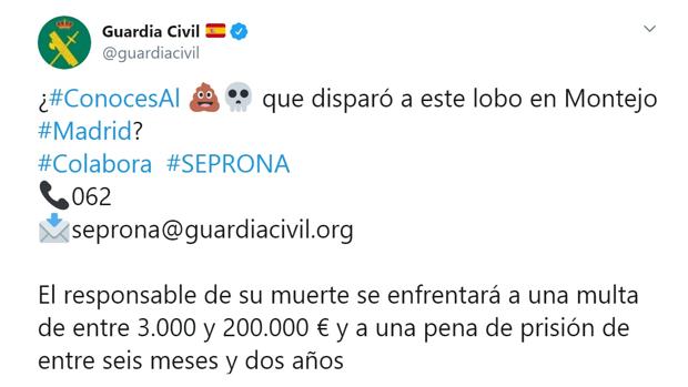 La Guardia Civil pide colaboración para encontrar a quién disparó al lobo hallado muerto en Montejo