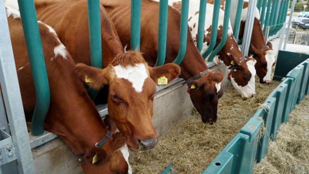 Piden entre 14 y 18 meses de cárcel para el hombre que dejó morir a 39 vacas de su granja en Chantada (Lugo)