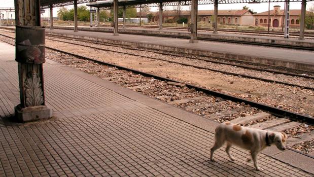 Castilla-La Mancha permitirá el acceso de animales domésticos a lugares públicos autorizados