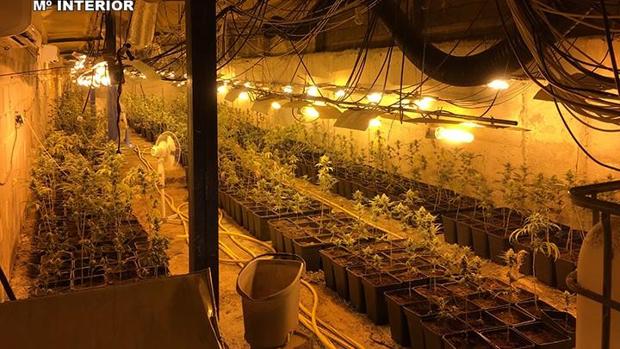 Incautadas 2.239 plantas de marihuana en Montearagón, Toledo