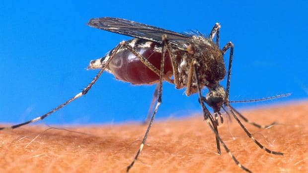 Sanidad investiga en Zaragoza un desconcertante caso de malaria autóctona