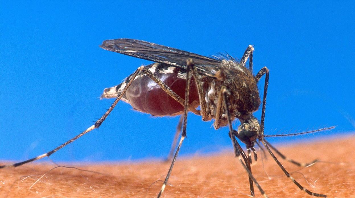 Un ejemplar de mosquito del género Anopheles, el que transmite la malaria